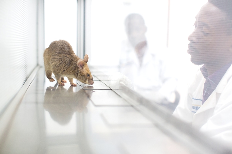 When the HeroRAT detects TB, it hovers over the sample for three to five seconds.